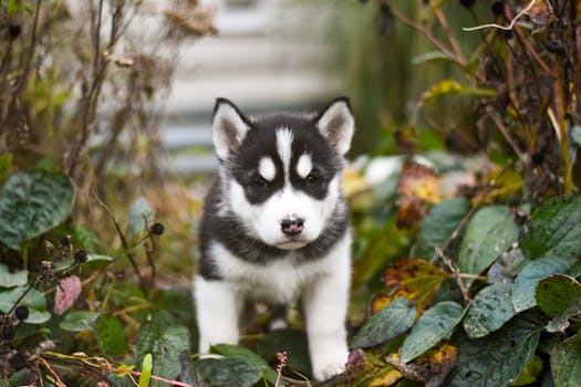 Adorable Siberian Husky puppy exploring amidst lush fall foliage.