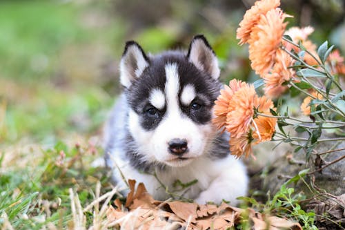 Ảnh lưu trữ miễn phí về chó, cho husky Si-bê-ri-a, chụp ảnh động vật