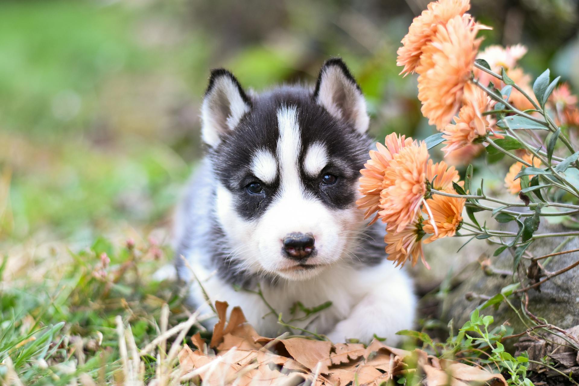 Black and White Siberian Husky Puppy Lying Beside Orange Flowers