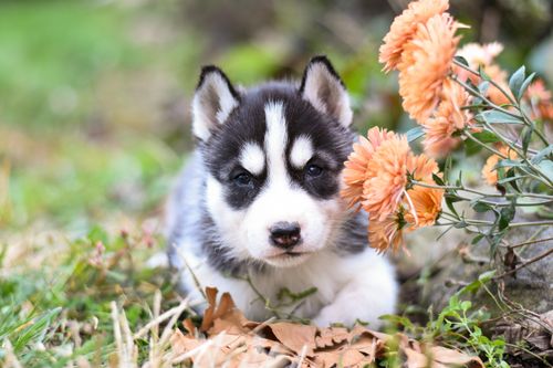 Free Charming Siberian Husky puppy lying among orange flowers, perfect for pet and nature stock photography. Stock Photo