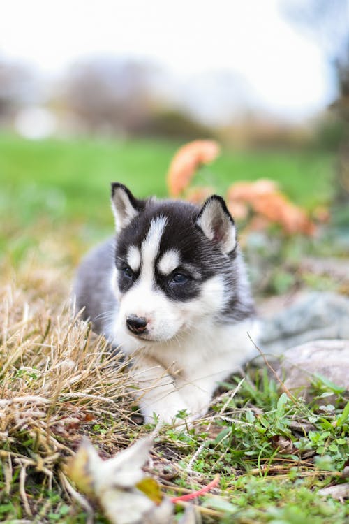 Free Black and White Siberian Husky Puppy on Green Grass Stock Photo