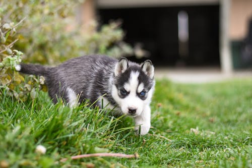  Siberian Husky Puppy with Blue Eyes on Green Grass