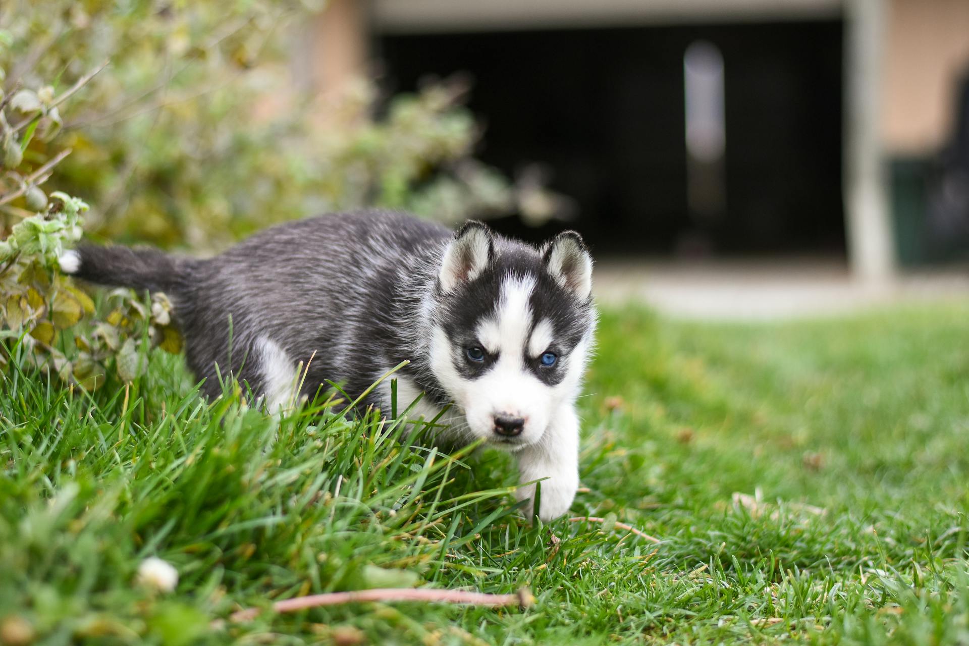 Siberian Husky Puppy with Blue Eyes on Green Grass