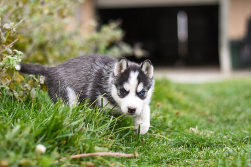 Free Charming Siberian Husky puppy with blue eyes exploring the yard on a sunny day. Stock Photo