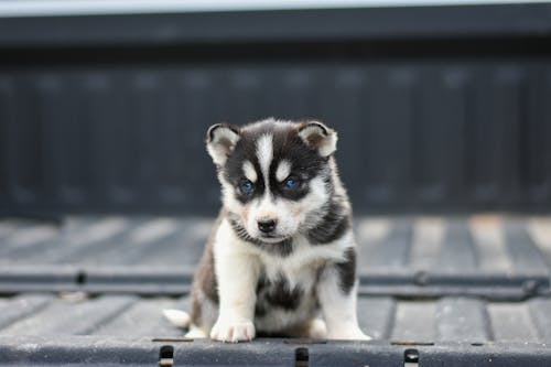 Photograph of a Siberian Husky Puppy on a Black Surface