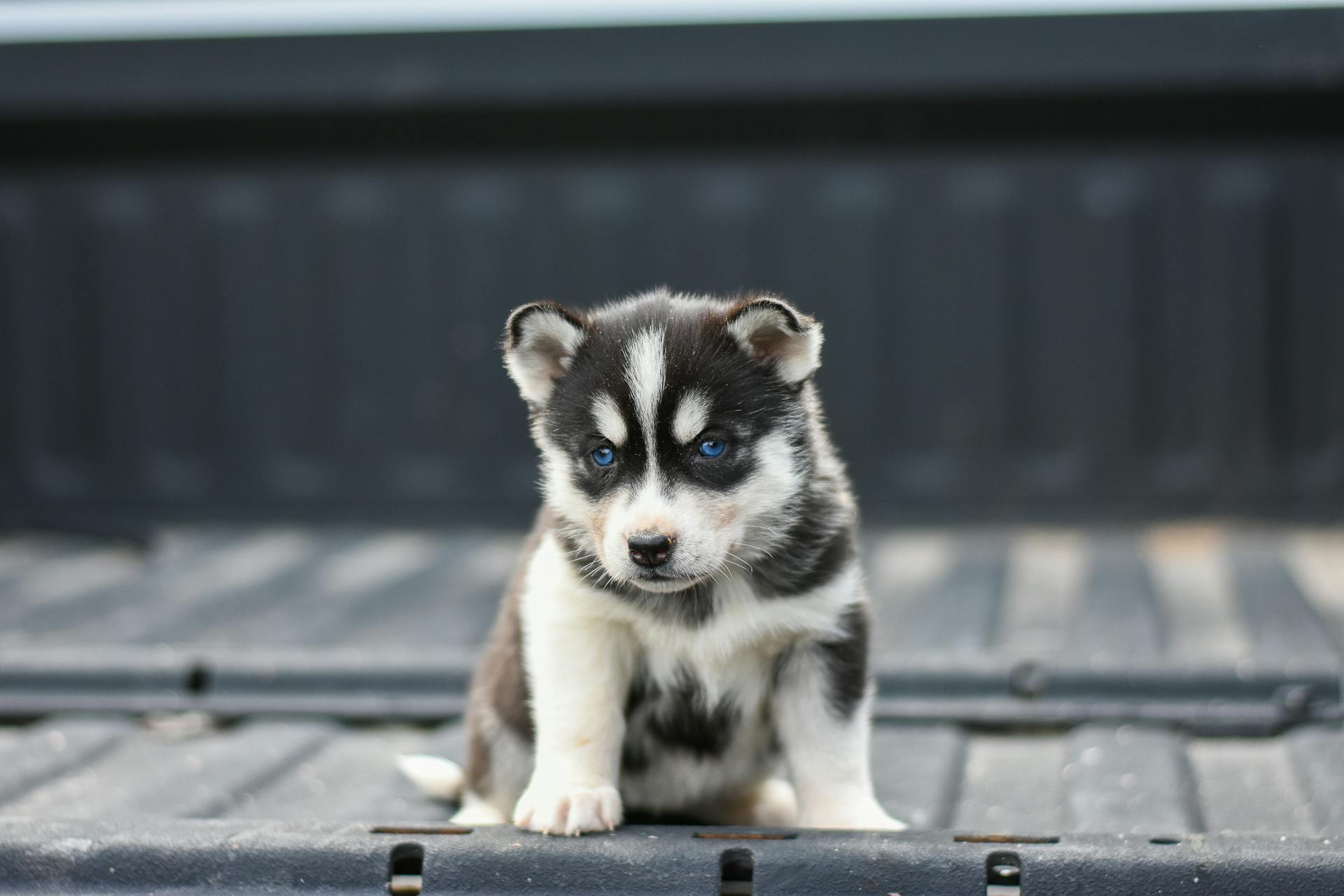 Photograph of a Siberian Husky Puppy on a Black Surface