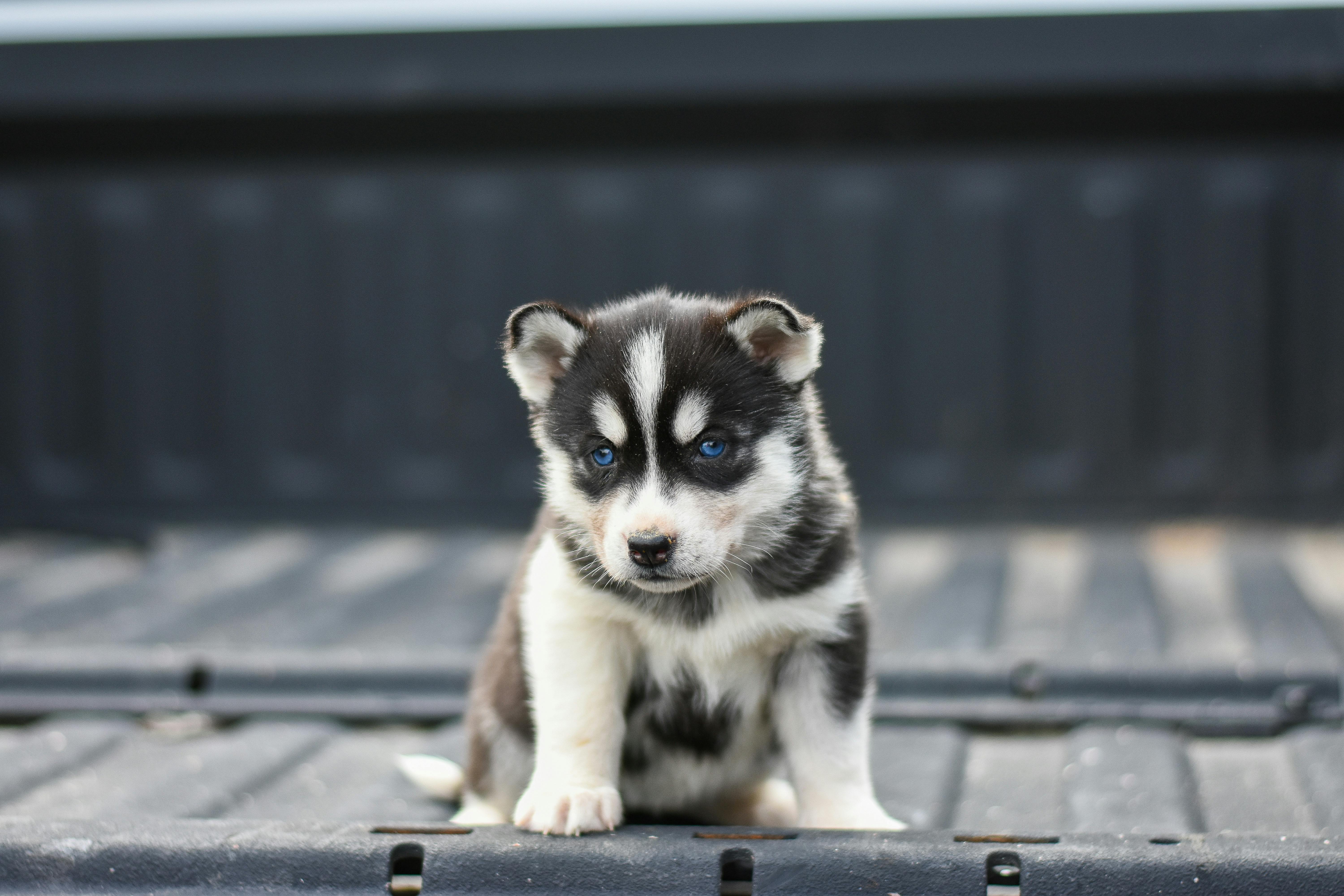 husky puppies wallpaper