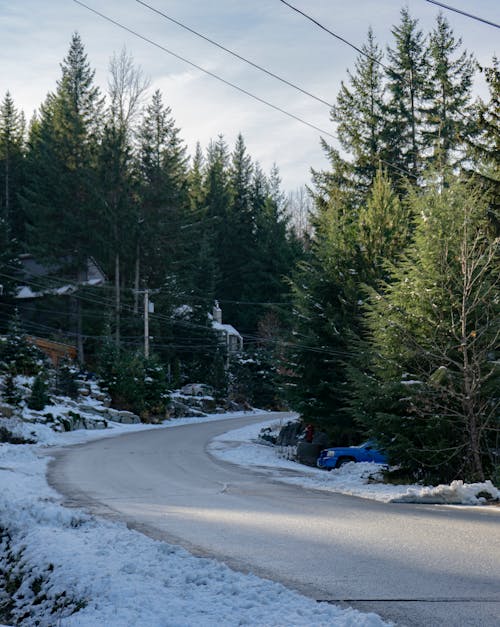 Green Pine Trees on Snow Covered Ground