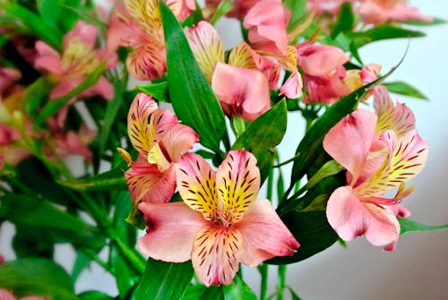 Free stock photo of flores, flower, lirios