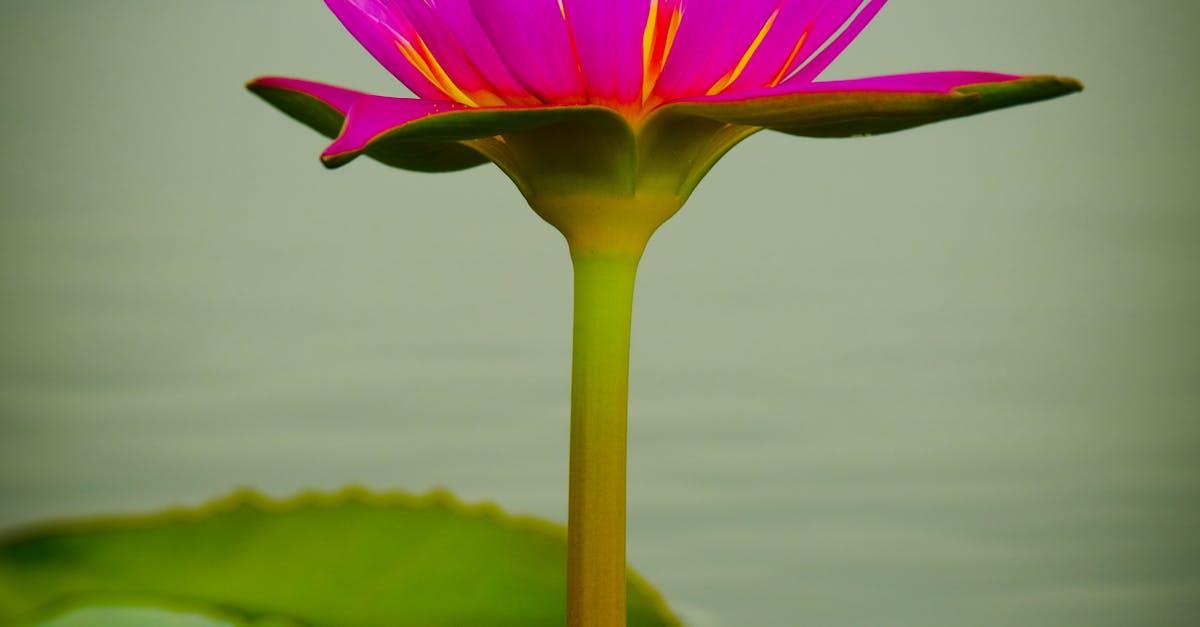 Free stock photo of pink lotus, pink single waterlily, pink waterlily