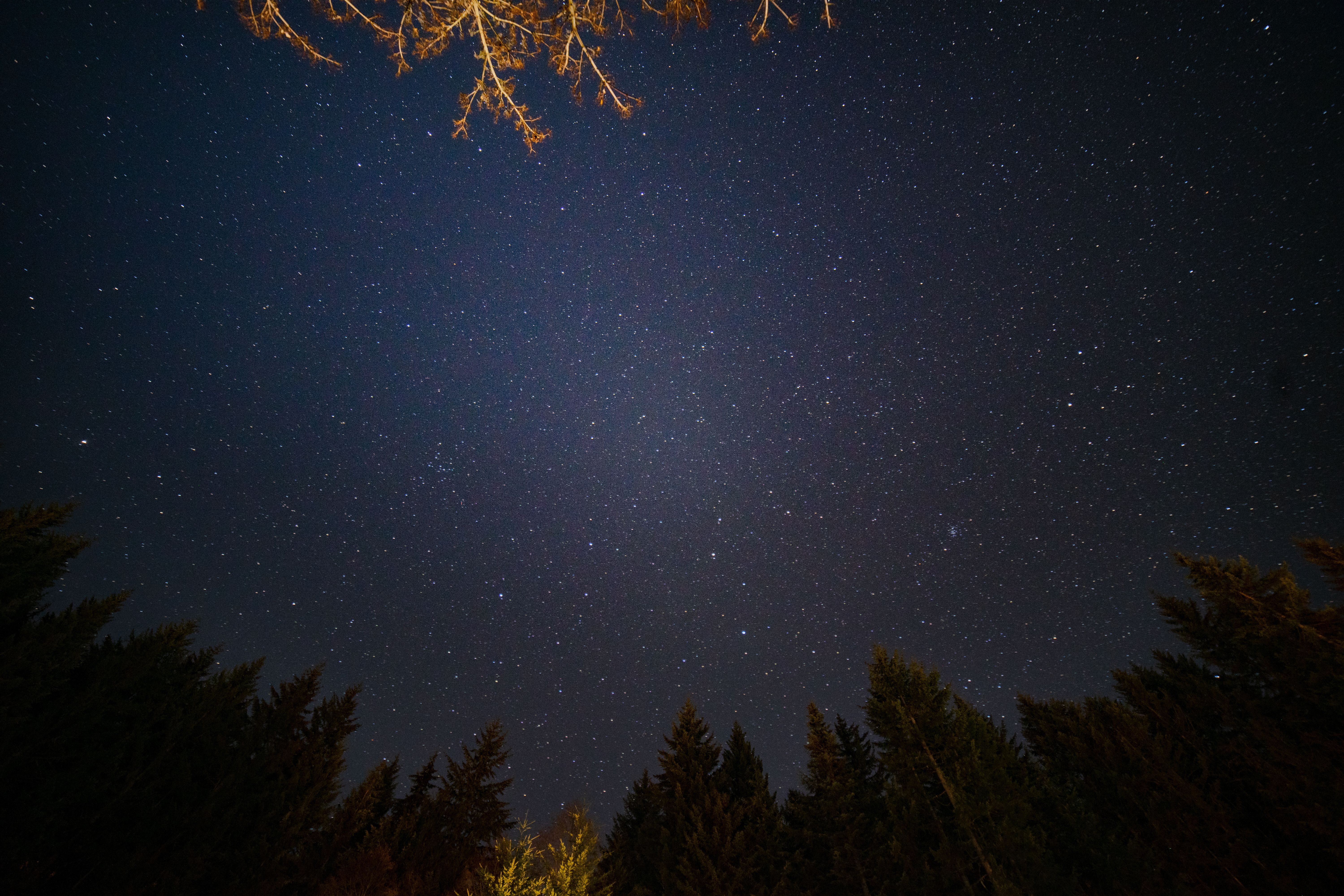 广阔的星空上，轮廓树分散着星座