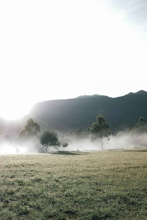 Green Grass Field Near Trees Covered in Fog