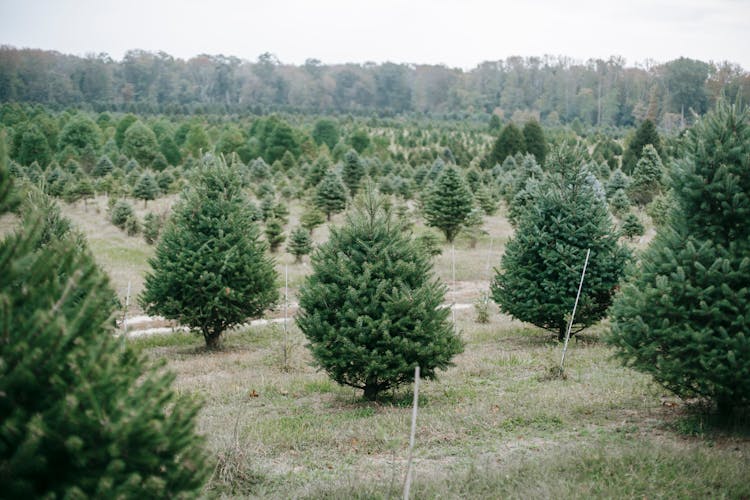 Green Tree Farm With Various Spruces And Pines