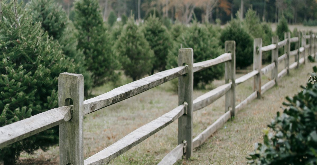 Wooden fence between rows of fir tress · Free Stock Photo