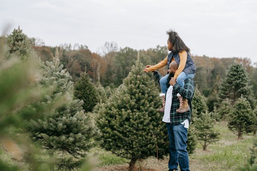 Side view of African American dad carrying girl on shoulders while touching fir tree branches cultivating for Christmas
