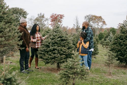 Free Full body of African American family standing around spruce while discussing choice of Christmas tree Stock Photo