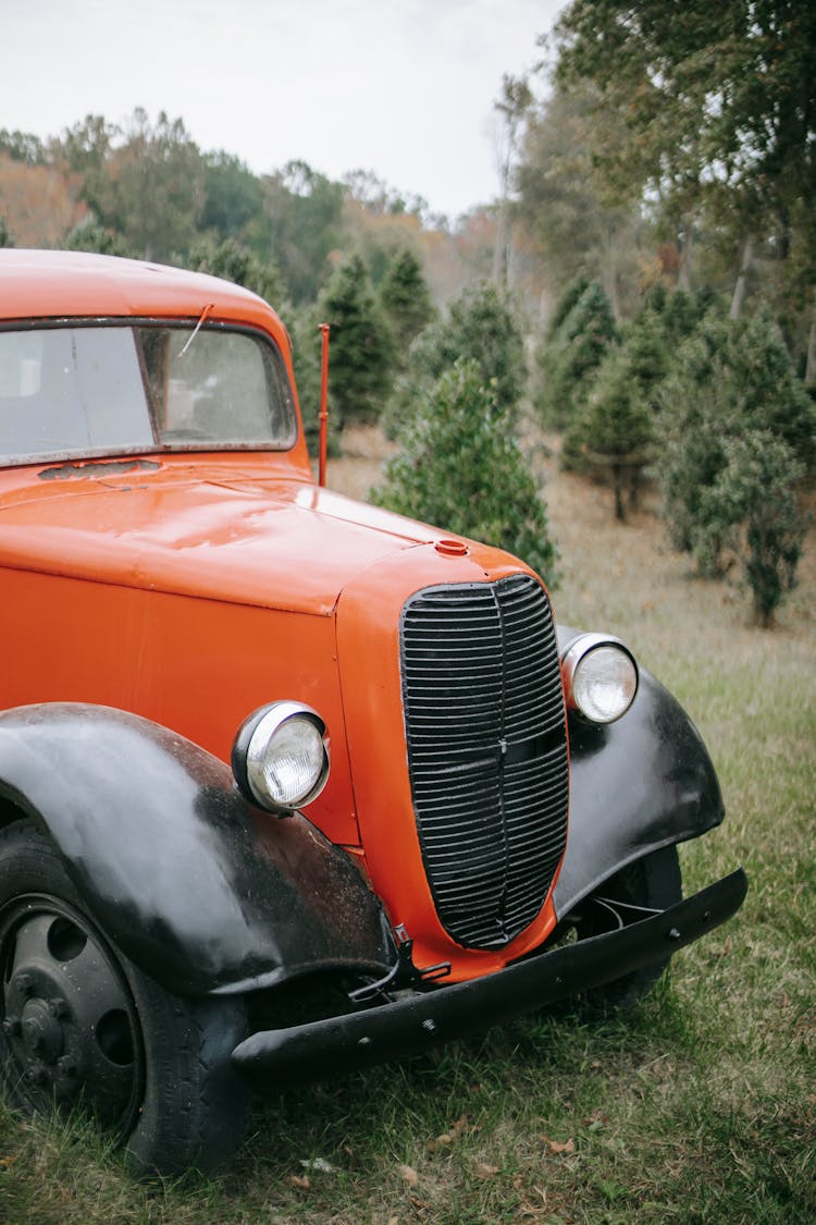 Old Vintage Car Among Fir Trees