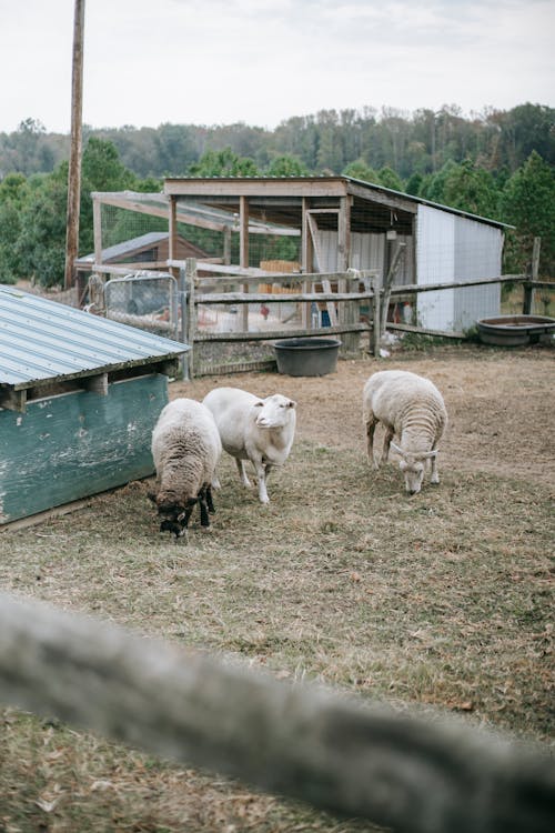 Domestic sheep grazing in paddock in farm