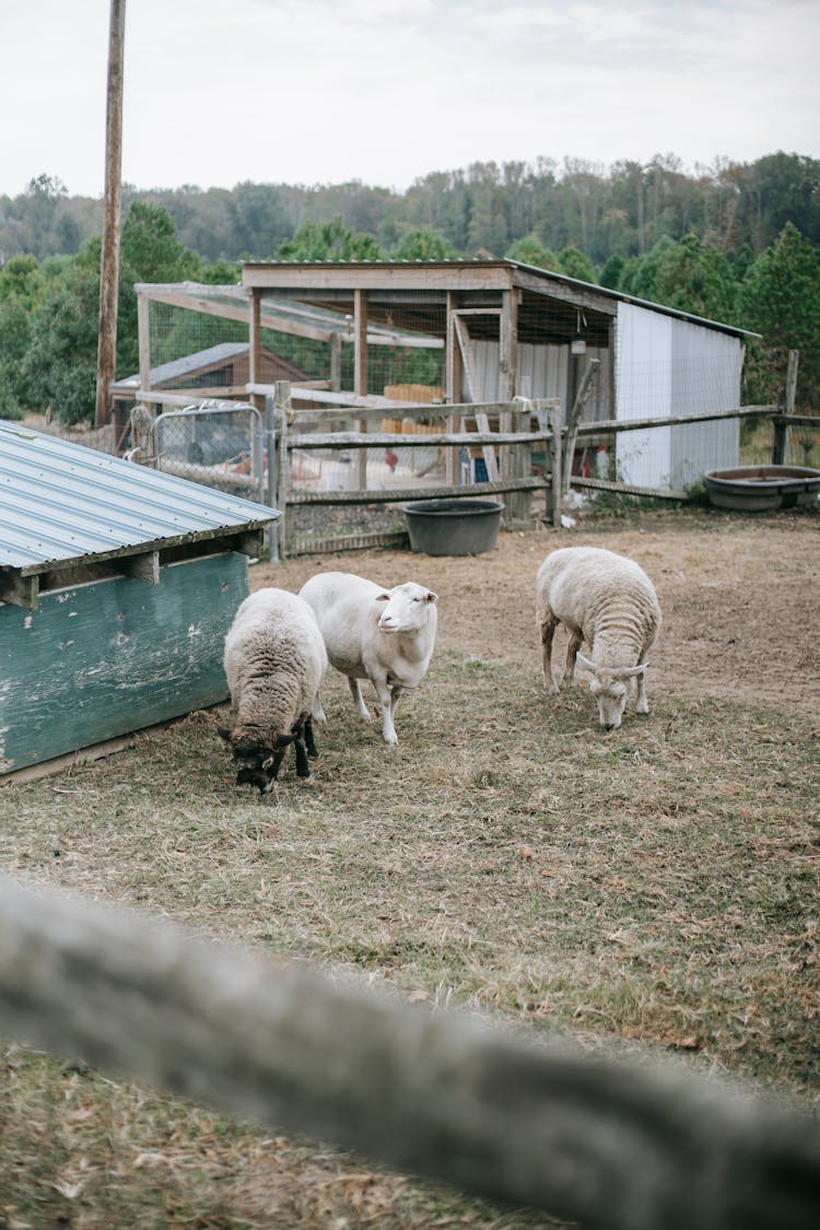 Domestic Sheep Grazing In Paddock In Farm