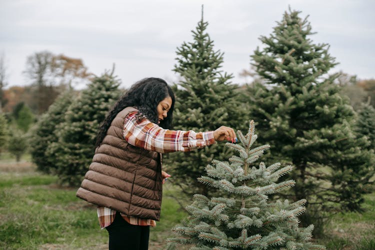 Black Woman Touching Conifer Tree For Christmas Celebration