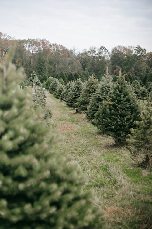 Coniferous trees growing in rows in farm