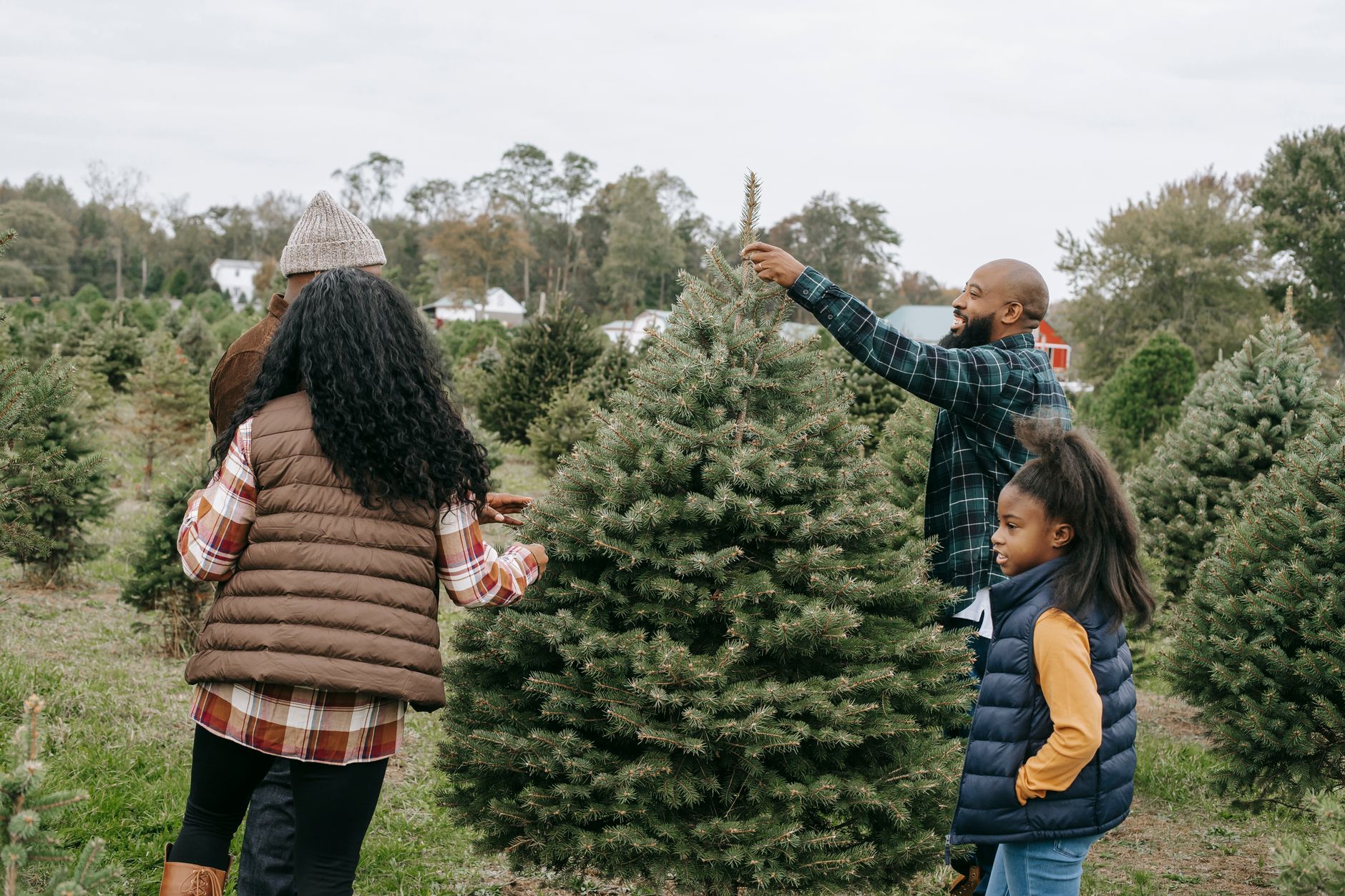 African American family making New Year preparation and choosing Christmas tree on farm with different spruces
