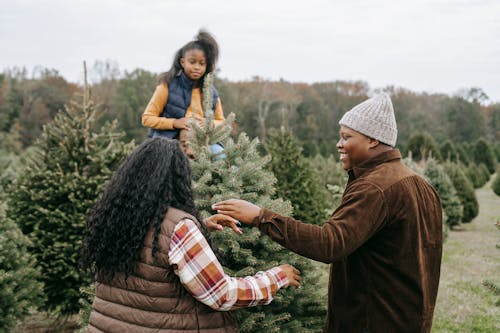 African American family standing in middle of green farm with spruces and choosing Christmas tree