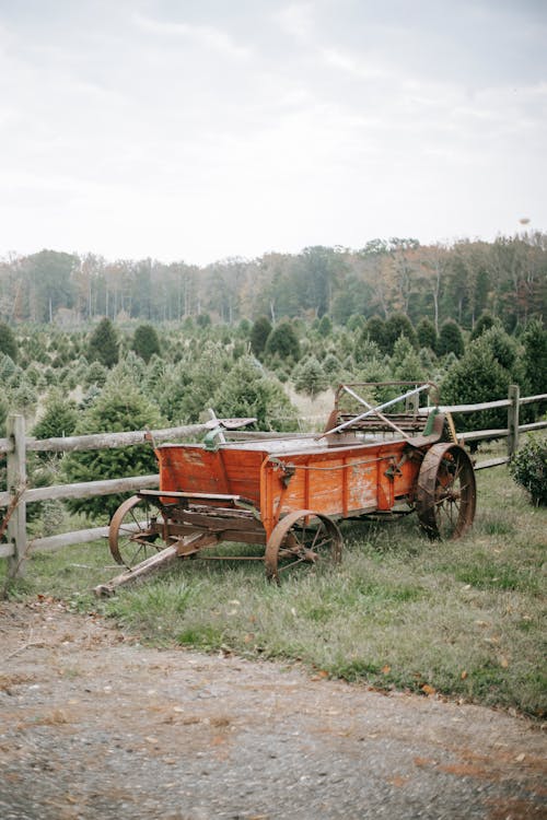 Rustic wooden cart on tree farm