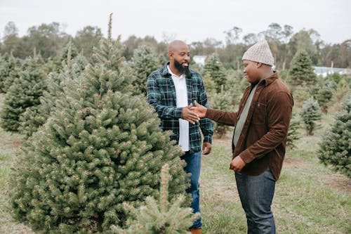 Free Cheerful African American dad clapping had of teenage son while standing in farm with Christmas trees Stock Photo