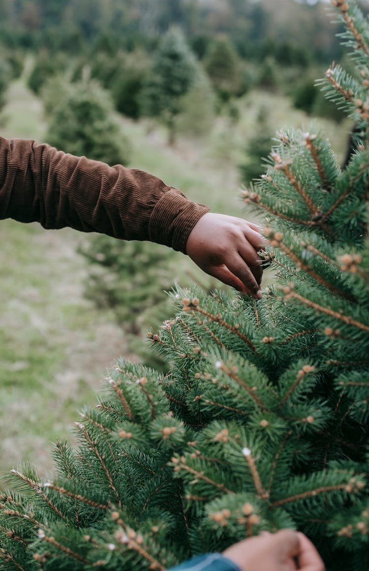 Hands Of Black Men Holding Conifer Tree Branches