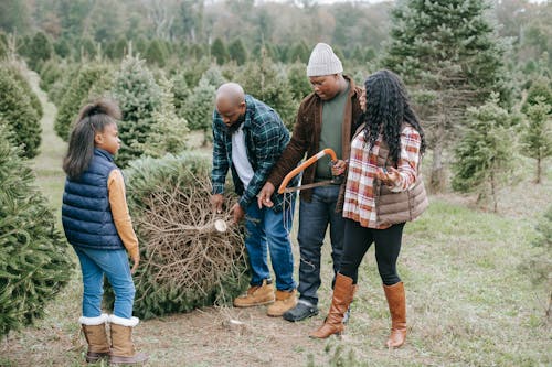 Black family carrying Christmas tree sawn on farm with spruces