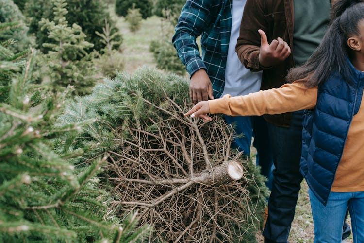 Crop Black People Picking Christmas Tree