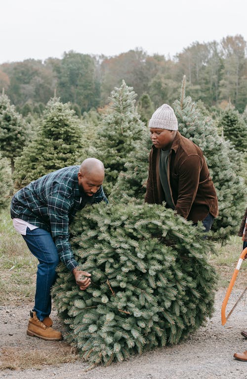 Free Black man and son with spruce on road preparing for New Year holiday in countryside Stock Photo