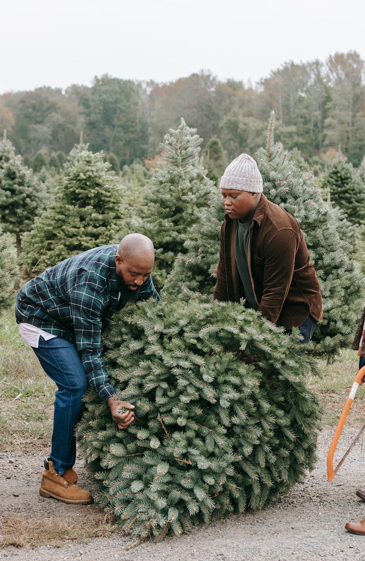 Ethnic Teen Helping Father With Christmas Tree On Farm