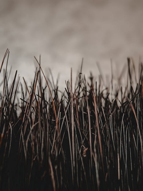 From below of thin stems of meadow grass growing in countryside under cloudy gray sky