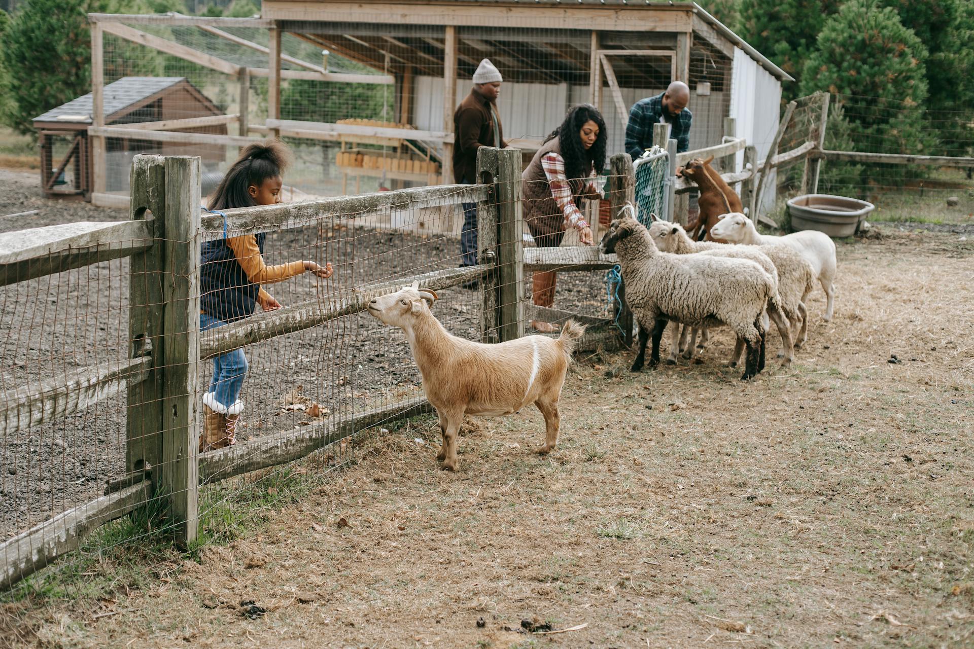 African American family giving food to livestock animals through grid fence on farm in daylight