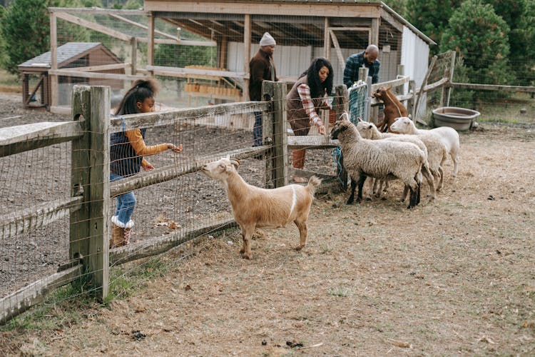 Black Family Feeding Small Goats Through Fence On Farmland