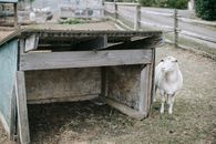 Little goat with white coat standing on dry terrain near old wooden construction and fence in countryside