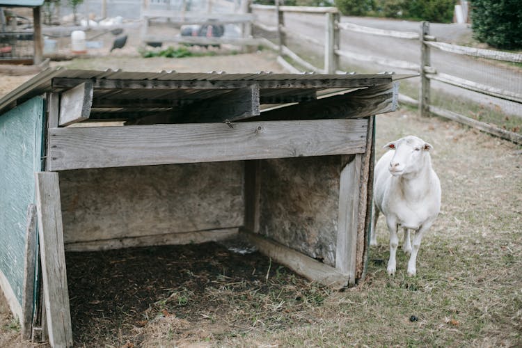 Small White Goat Near Wooden Construction On Farm