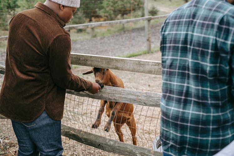 Crop Ethnic Teen Feeding Small Goat Near Father On Farm