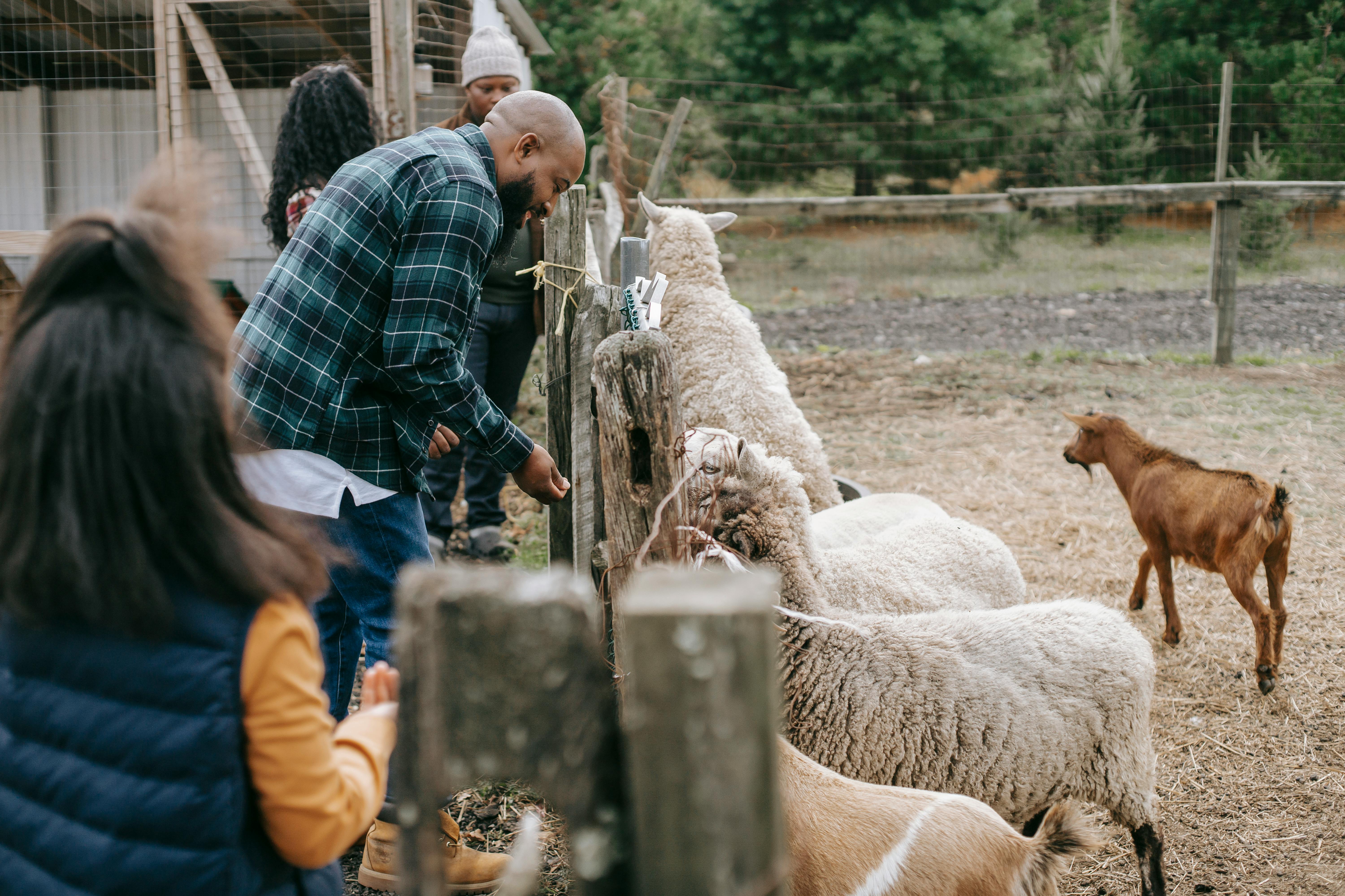 unrecognizable black family feeding livestock animals on farm