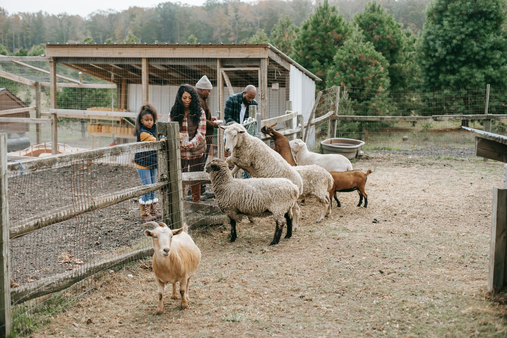 Ethnic family giving food to livestock animals on farmland