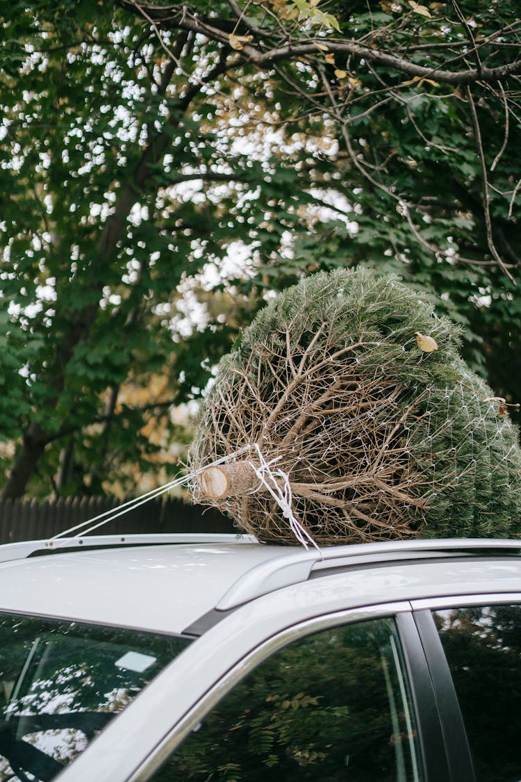 Car With Christmas Tree On Top In Countryside