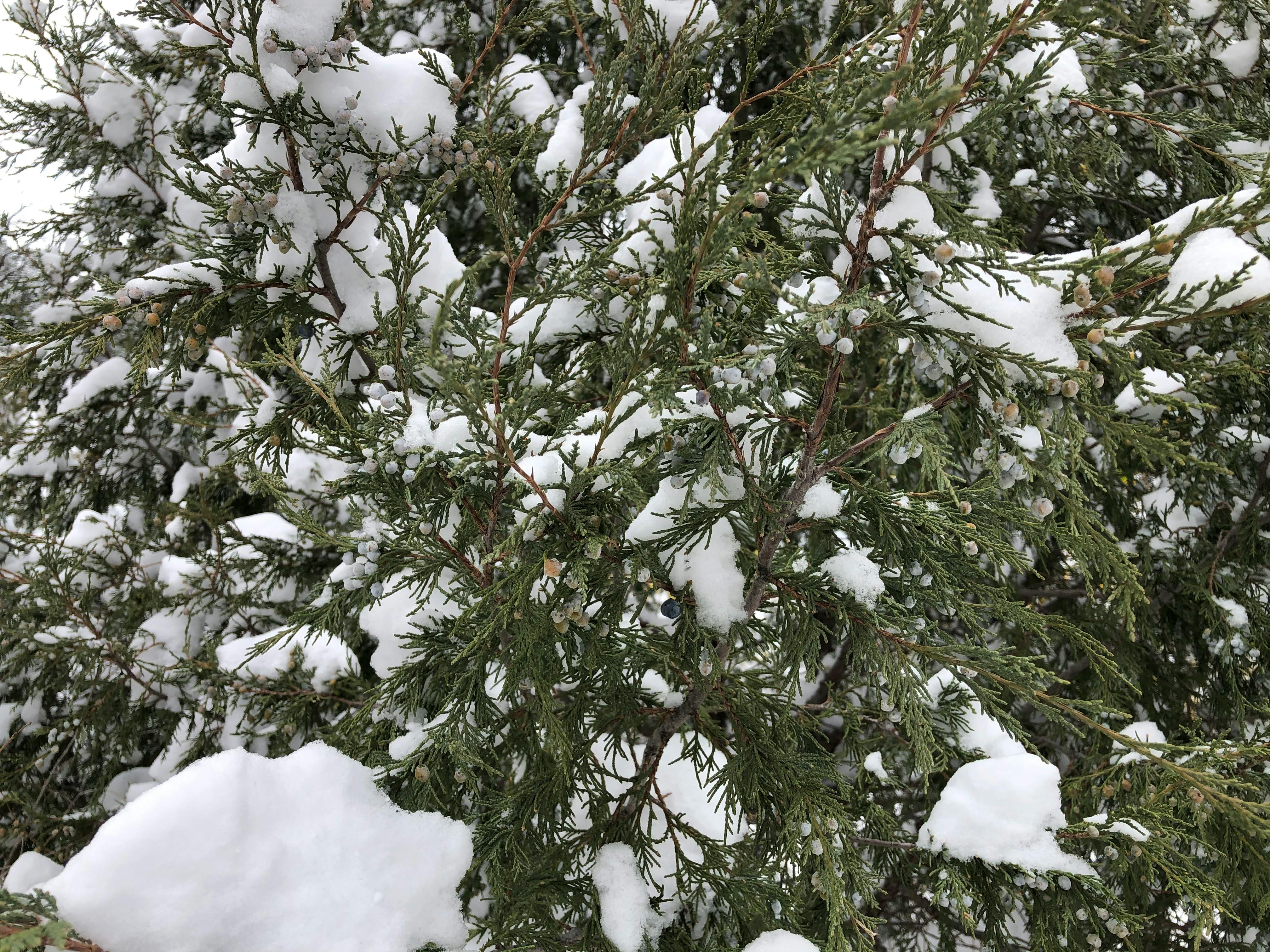 Tuổi Tuất Sinh Con Năm 2024