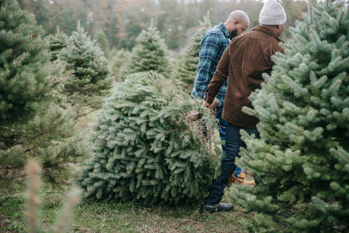 Side view of African American dad and teen son carrying heavy coniferous tree felled for Christmas celebration