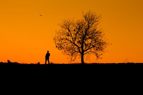 Free Silhouette of male standing on grassy ground near bare tree and looking at bird flying above Stock Photo