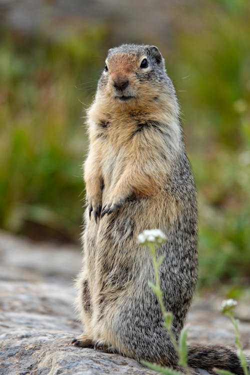 リス, 動物, 動物の写真の無料の写真素材