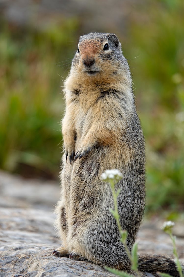 Photograph Of A Ground Squirrel