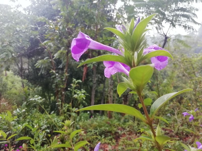 Naturaleza