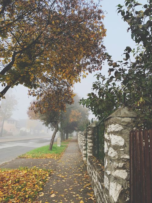 Free Misty sidewalk lined with autumn leaves in Miskolc, Hungary, showcasing seasonal beauty. Stock Photo